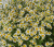 Букет Счастливая семья с ромашками танацетум Арт 50581 Букет Счастливая семья с ромашками танацетум Арт 50581