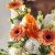 Композиция" Солнечное утро" с гермини Композиция" Солнечное утро" с гермини